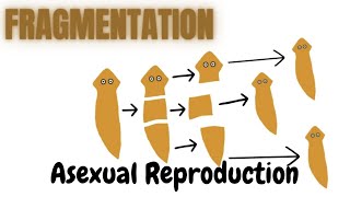 FragmentationBiology [upl. by Atterbury]