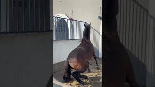 Beautiful horse ytshorts horse [upl. by Melany]