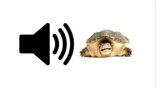 Weird Turtle Moan  Sound Effect  ProSounds [upl. by Aydni901]