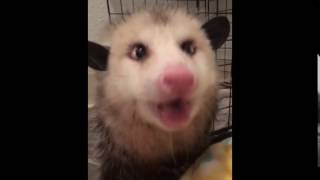 Cutest possum sounds ever [upl. by Hess]