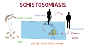 Schistosomiasis Bilharzia– an overview [upl. by Swamy211]