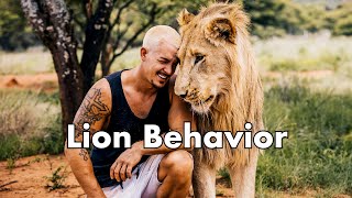 Lion Behavior Dean Schneider [upl. by Ecnarf]