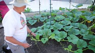 How to Prune Vines on a Giant Pumpkin [upl. by Ymor]