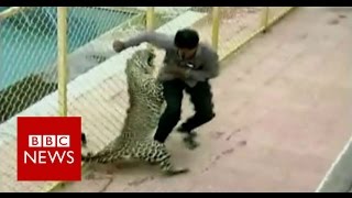 Leopard on the loose injures six while prowling around school in India  BBC News [upl. by Aiak]