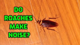 Do Roaches Make Noise [upl. by Ailegave]