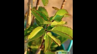 Leaf of Life Benefits bryophyllum pinnatum Medicinal Herb Plants [upl. by Jessey56]