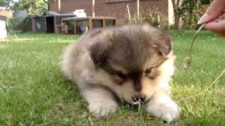 Finsk lapphund [upl. by Wilt]