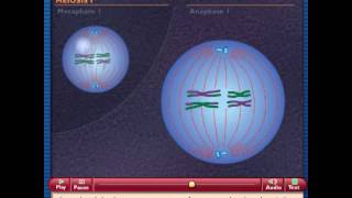 How Meiosis Works [upl. by Kalman91]