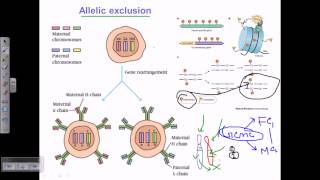 Allelic exclusion [upl. by Noellyn]