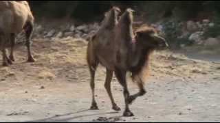 Bactrian camel [upl. by Wakefield346]