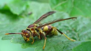 Up close with a Paper Wasp [upl. by Naujak]