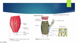 Alevel PE  Proprioceptive Neuromuscular Facilitation  Anatomy amp Physiology [upl. by Aceber]