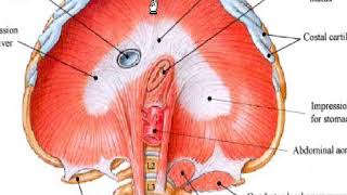 Mechanism of Breathing [upl. by Ellehctim]