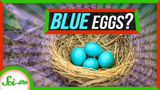 What’s Up With Those Bright Blue Eggs [upl. by Dnomso]