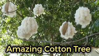 Amazing Cotton Tree Bombax cieba  How cotton tree produces cotton [upl. by Htrahddis]