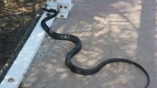 PISSED OFF black racer snake [upl. by Charleton]