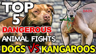 Dog Vs Kangaroo  Wild Animals Fights [upl. by Alegre]