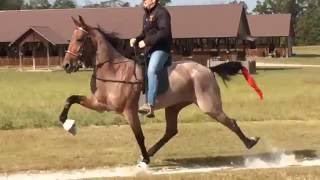 Crimson Pizazz American Standardbred Speed Racking Horse [upl. by Notseh37]