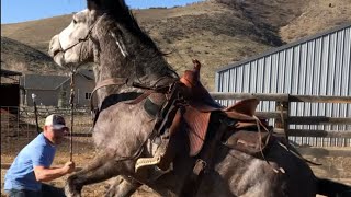 Wild Mustang From Bidding To 1st Ride  Challis Idaho BLM Horse Herd [upl. by Aihsat]