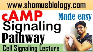 cAMP signaling pathway  cyclic AMP pathway made easy [upl. by Bobine]