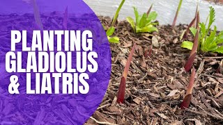 🌸 Planting Gladiolus amp Liatris Bulbs  How To Plant Bulbs  Planting Spring Bulbs [upl. by Redwine]