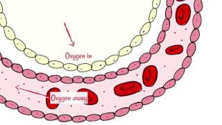 Alveoli Gas Exchange [upl. by Araihc]