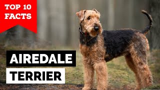 Airedale Terrier  Top 10 Facts [upl. by Airottiv]