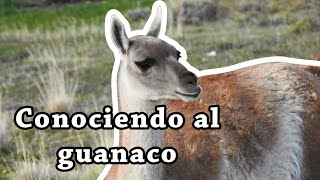 Conociendo al guanaco [upl. by Jermyn]