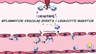 Inflammation Vascular events and leukocyte migration [upl. by Goar]