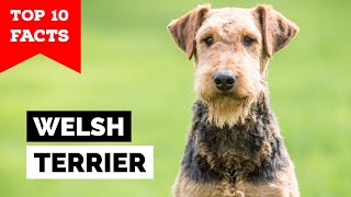 Welsh Terrier  Top 10 Facts [upl. by Trebreh930]