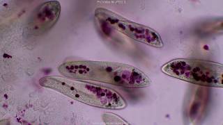 Paramecium tutorial HD [upl. by Idnahs]