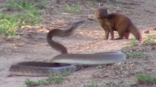 Brave Mongoose Tackles Lethal Black Mamba Snake [upl. by Giddings]