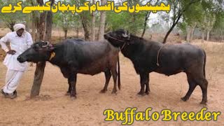 Pakistan punjab village life vlog Murrah Buffalo Breeding Punjabibhaipk [upl. by Nnylkoorb823]