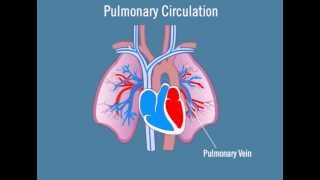 Pulmonary Circulation [upl. by Odnumde]