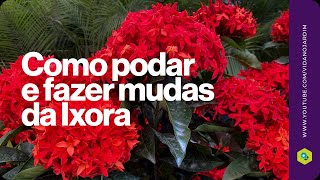 Como podar e fazer mudas de Ixora [upl. by Atkinson]