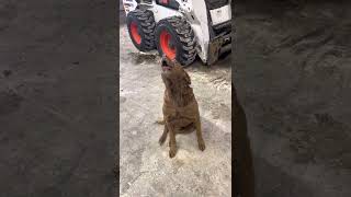 Chesapeake Bay Retriever Howling [upl. by Susejedesoj]