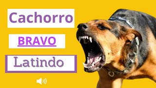 Cachorro Latindo BRAVO   Latido de 8 Cães [upl. by Attener292]