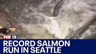 Record salmon run at Seattle’s Carkeek Park  FOX 13 Seattle [upl. by Namwob]