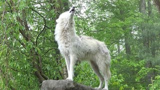 What 30 Wolves Howling Sounds Like [upl. by Aicxela123]