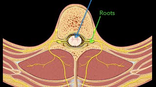 Spinal nerves [upl. by Nosnibor202]