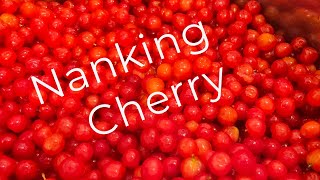 Step By Step To Making Cherry Jelly [upl. by Araccat267]