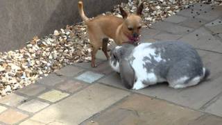 Rabbit mating with dog Part 2 [upl. by Eellek]