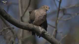 Mourning Dove [upl. by Hindu643]