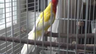 rosella parakeets lekking behavior [upl. by Hadeis]