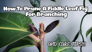 Fiddle Leaf Fig Pruning WITH 7 NEW BRANCHES  Plant Care Tips Too [upl. by Iraam]