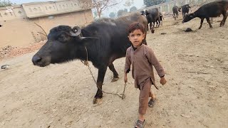 Buffalo care  Village life of Pakistan  Chacha Bhatija [upl. by Endys771]