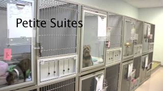 Bayside Pet Resort amp Spa Virtual Tour [upl. by Avilys]