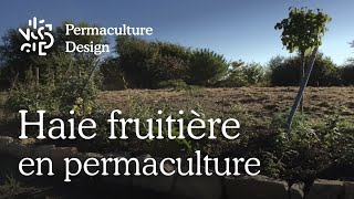 Haie fruitière en permaculture  l’exemple chez Stéphanie [upl. by Scibert189]