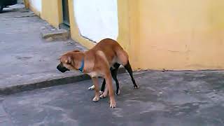 Cachorro Cruzando lovepetdogs [upl. by Marijane]