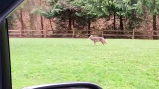 Coyote at Carkeek Park Seattle [upl. by Sadonia126]